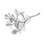 branch